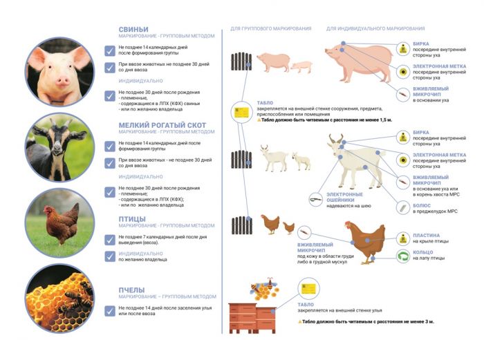 Средства маркирования сельхоз животных, которые станут обязательными в этом году обсудили ветврачи