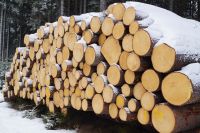 Порядок по предоставлению права на заготовку древесины для собственных нужд граждан на территории земель лесного фонда в ЛО